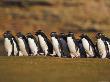 Group Of Penguins On The March by Andy Rouse Limited Edition Pricing Art Print