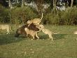 Lions, Attacking Hippopotamus, Masai Mara National Park by Chris Knights Limited Edition Pricing Art Print