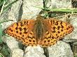 High Brown Fritillary, Male by Terry Button Limited Edition Print