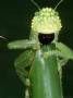 Rainforest Katydid, With Funny Face Costa Rica by Brian Kenney Limited Edition Pricing Art Print