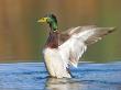 Male Mallard Flapping Wings, Green Mountains, Usa by Gustav Verderber Limited Edition Print