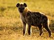 Spotted Hyena, Serengeti National Park, Tanzania by Ariadne Van Zandbergen Limited Edition Print