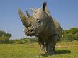Rhinoceros by Andy Rouse Limited Edition Print