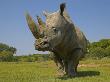 Rhinoceros by Andy Rouse Limited Edition Pricing Art Print