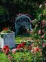 Rose Garden, Boston, Ma by Frank Siteman Limited Edition Print