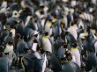 King Penguins (Aptenodytes Patagonicus) Colony, Maccquarie Island, Antarctica by Chester Jonathan Limited Edition Print