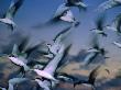 Flock Of Terns (Sterna Hirundo) In Flight, Australia by Michael Aw Limited Edition Print