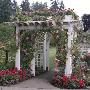 Elaborate White Wood Arch Covered By Pink Climbing Rosa Pelargonium, Ageratum by Michele Lamontagne Limited Edition Print