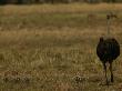 Mother Ostrich And Her Chicks Strut Across A Grassland by Beverly Joubert Limited Edition Pricing Art Print