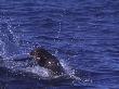 Cape Fur Seal, Consumes Snoek, Cape Point, Atlantic Ocean by Chris And Monique Fallows Limited Edition Print