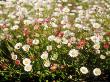 Erigeron Karvinskianus (Syn. Profusion & E. Mucronatus) by Rowan Isaac Limited Edition Print