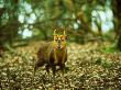 Muntjac Deer, Looking At Camera by David Boag Limited Edition Pricing Art Print