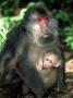 Tibetan Macaque, With Baby, China by Patricio Robles Gil Limited Edition Print