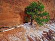 Pinyon Pine Growing On A Cliff, Colorado National Monument, Colorado, Usa by Robert Kurtzman Limited Edition Print