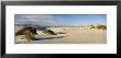 Desert Plants In White Sands National Monument, New Mexico, Usa by Panoramic Images Limited Edition Pricing Art Print