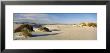 Desert Plants In White Sands National Monument, New Mexico, Usa by Panoramic Images Limited Edition Print