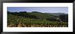Vineyard On A Landscape, Napa Valley, California, Usa by Panoramic Images Limited Edition Pricing Art Print