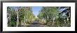 Trees Along A Roadside, Brockway Mountain Drive, Keweenaw Peninsula, Copper Harbor, Michigan, Usa by Panoramic Images Limited Edition Print