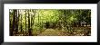 Trees On Both Sides Of A Road, Northeast Kingdom, Albany, Vermont, Usa by Panoramic Images Limited Edition Print