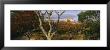 Trees In Front Of A Castle, Himeji Castle, Himeji, Honshu, Japan by Panoramic Images Limited Edition Print