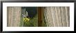Close-Up Of Flowers And A Butterfly Painted On A Window, Germany by Panoramic Images Limited Edition Pricing Art Print
