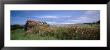 Wild Roses And Abandoned Barn In A Field by Panoramic Images Limited Edition Print