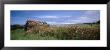 Wild Roses And Abandoned Barn In A Field by Panoramic Images Limited Edition Pricing Art Print