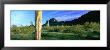 Saguaro Cactus In A State Park, Picacho Peak State Park, Arizona, Usa by Panoramic Images Limited Edition Print