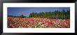 Field Of Flowers, Ikoma Plateau, Miyazaki, Japan by Panoramic Images Limited Edition Pricing Art Print