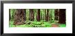 Trail, Avenue Of The Giants, Founders Grove, California, Usa by Panoramic Images Limited Edition Pricing Art Print