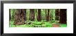 Trail, Avenue Of The Giants, Founders Grove, California, Usa by Panoramic Images Limited Edition Print