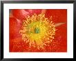 Desert Prickly Pear Cactus Flower, Casa Grande, Arizona, Usa by Rob Tilley Limited Edition Print