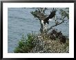 A Northern American Bald Eagle Flies Food Back To Its Nest by Norbert Rosing Limited Edition Print
