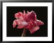 Dew Drops Glisten On A Beautiful Pink Torch Ginger Flower by Paul Chesley Limited Edition Print