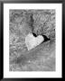 Heart Shaped Rock, Sradled In Larger Rock by Janell Davidson Limited Edition Print