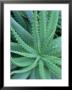 Agave, Leaf Detail, La Corse, France by Olaf Broders Limited Edition Print