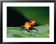A Strawberry Poison Dart Frog by Roy Toft Limited Edition Print