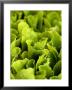 Loose-Leaf Lettuce by Dirk Olaf Wexel Limited Edition Print