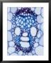 X-Section Of Vascular Bundle Of Corn Stem Showing Xylem & Phloem by David M. Dennis Limited Edition Pricing Art Print