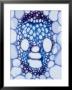 X-Section Of Vascular Bundle Of Corn Stem Showing Xylem & Phloem by David M. Dennis Limited Edition Print