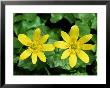 Lesser Celandine, Ross-Shire, Scotland by Iain Sarjeant Limited Edition Print