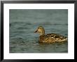 A Female Mallard Duck Swimming On A Lake by Joel Sartore Limited Edition Print
