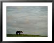 A Lone African Elephant (Loxodonta Africana) Shot Against A Cloudy Sky by Michael Nichols Limited Edition Print