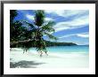 Coconut Palm On Beach, Seychelles by Rick Price Limited Edition Pricing Art Print