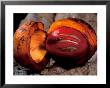 Fruit Of Wild Nutmeg, Barro Colorado Island, Panama by Christian Ziegler Limited Edition Print
