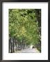 Avenue Of Plane Trees, Lancon, Bouches Du Rhone, Provence, France by Jean Brooks Limited Edition Print