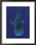Whale Shark, Sulu-Sulawesi Seas, Indo-Pacific by Jurgen Freund Limited Edition Print