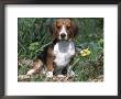 Beagle Dog Portrait by Lynn M. Stone Limited Edition Print