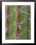 Octopus Cactus, Desert Botanical Museum, Phoenix, Arizona, Usa by Rob Tilley Limited Edition Print
