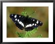 Southern White Admiral, Medoc, South West France by Berndt Fischer Limited Edition Print